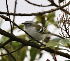 Mecocerculus stictopterus