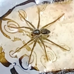 Dolomedes facetus