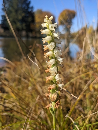 Image of Appalachian Ladies’ Tresses (Spiranthes arcisepala) by (c) Alina Martin, some rights reserved (CC BY)