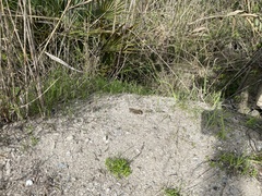 Eyprepocnemis plorans