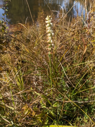 Image of Appalachian Ladies’ Tresses (Spiranthes arcisepala) by (c) Alina Martin, some rights reserved (CC BY)