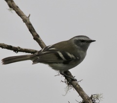 Mecocerculus stictopterus