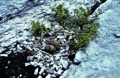 Cochlearia tridactylites