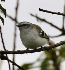 Mecocerculus stictopterus