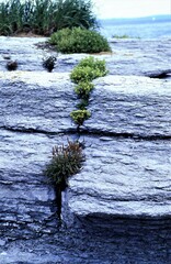 Cochlearia tridactylites