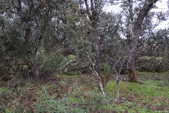 Quercus rotundifolia
