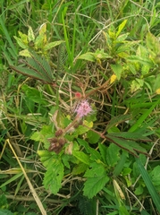 Mimosa diplotricha