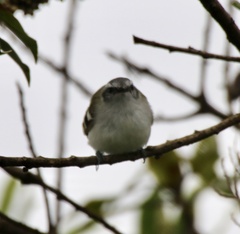 Mecocerculus stictopterus