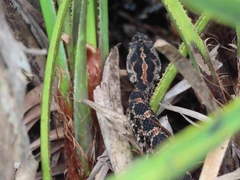 Sistrurus miliarius barbouri