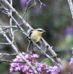 Microspingus trifasciatus