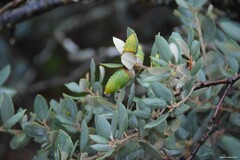Quercus rotundifolia