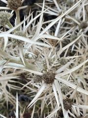 Eryngium glomeratum