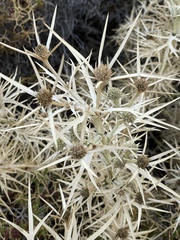 Eryngium glomeratum