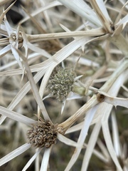Eryngium glomeratum