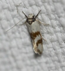 Antipterna trilicella