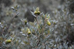 Quercus rotundifolia