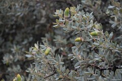 Quercus rotundifolia