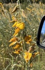 Crotalaria juncea