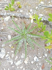 Ledebouria revoluta
