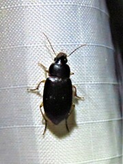 Notiobia terminata