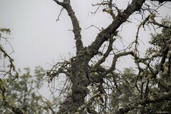 Quercus rotundifolia