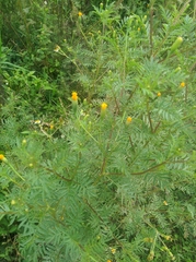 Tagetes