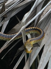 Chironius spixii