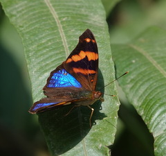 Epiphile orea negrina