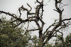 Quercus rotundifolia