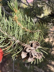 Pinus edulis