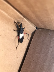 Microtomus purcis