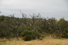 Quercus rotundifolia