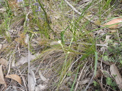 Thelymitra albiflora