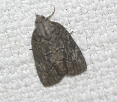 Etanna clopaea