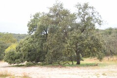 Quercus rotundifolia