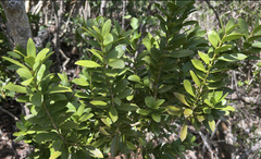 Buxus vahlii