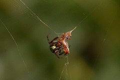 Novaranea queribunda