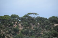 Quercus rotundifolia
