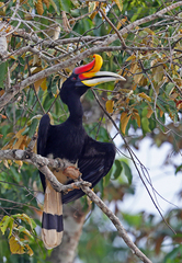 Buceros rhinoceros