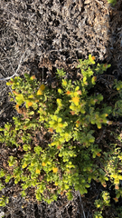 Rayjacksonia phyllocephala