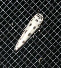 Ethmia sphaerosticha