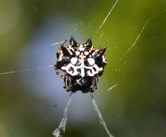 Gasteracantha sacerdotalis