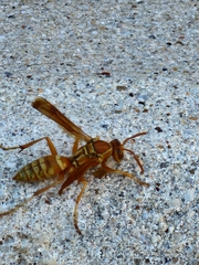 Polistes apachus