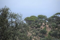 Quercus rotundifolia