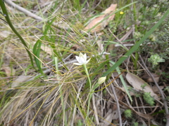 Thelymitra albiflora