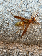 Polistes apachus