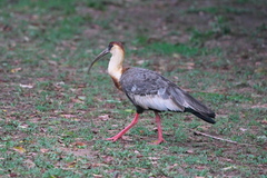 Theristicus caudatus