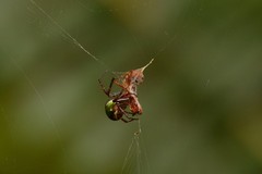 Novaranea queribunda