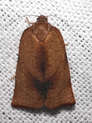 Cacoecimorpha pronubana