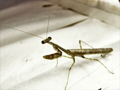 Stagmomantis carolina